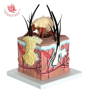 برغوث كبير على جلد الكلب نموذج تشريحي - Product Image 1