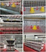 Ferme avicole automatique galvanisé poulet de chair batterie H Type jour vieux bébé poussins élevage couveuse Cage pour ferme nigériane
