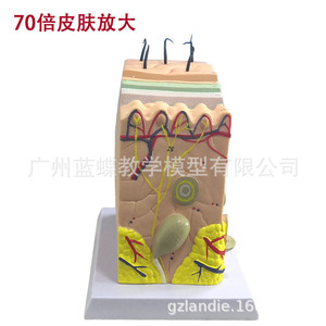 Modelo Anatómico Ampliado 70 Veces de la Estructura del Tejido Cutáneo Humano: Tutorial de Gestión Cutánea Mínimamente Invasiva y Cirugía Estética - Product Image 4