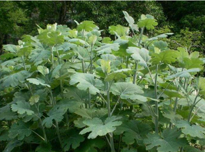 Extrait de <span class=keywords><strong>Macleaya</strong></span> Cordata Chelidonine Protopine Chelidonine Monohydrate Chelido Poudre - Product Image 5