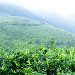 Berry çay, Zhangjiajie asma çay Longxian tomurcuk çay toptan doğrudan fabrikadan toplu Exportflavonoids ve selenyum - Product Image 3