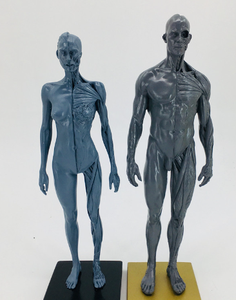Modèles musculo-squelettiques humains de 30 cm pour exposition d'art, en résine, modèles de structure humaine avec genres masculin et féminin, jaune gris - Product Image 3