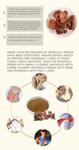 Poudre de salidroside de haute qualité <span class=keywords><strong>Rhodiola</strong></span> Rosea poudre d'extrait de racine <span class=keywords><strong>Rhodiola</strong></span> Rosea - Product Image 4