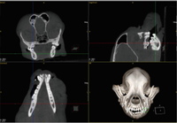 Scanner CT vétérinaire à prix d'usine, machine d'imagerie CT professionnelle pour animaux 16 bits, machine d'imagerie CT à très grand diamètre de 800 mm