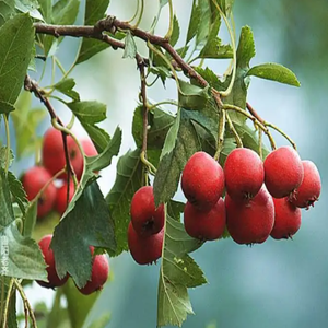 <span class=keywords><strong>GMP</strong></span> tiêu chuẩn chất lượng cao grataegi Fructus chiết xuất cấp thực phẩm Táo gai Berry bột chiết xuất dung môi đóng gói trong trống - Product Image 3