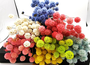 Fleurs séchées naturelles à 100 %, fleurs séchées conservées, fruits de moulin à vent, gousses de scabieuse uniques pour la décoration de vase - Product Image 2