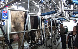 Macchina per la Mungitura a Montaggio Centrale: Protegge la Salute delle Mucche da Latte, Migliora la Qualità del Latte, Garantisce la Purezza e la Sicurezza del Latte Grezzo dalla Fonte - Product Image 6