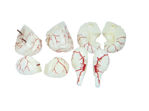 Modelo Anatómico del Cerebro Humano para Entrenamiento Médico, con Arterias, 9 Partes, para Enseñanza - Product Image 2