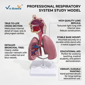 Modelo del Sistema Respiratorio para el Estudio del Asma: Comparación Visual de Bronquios Sanos y Vías Respiratorias Contraídas por Asma para la Enseñanza de Pulmonología - Product Image 1