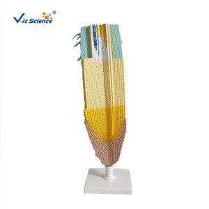 Matériel pédagogique : Modèles de plantes pour l'enseignement de la biologie au collège ; Modèle de section longitudinale de racine de maïs. - Product Image 5