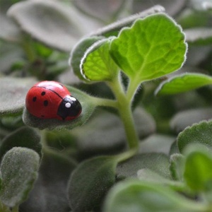 Mini coccinelle auto-adhésive de noël, autocollant de ornement, bois, artisanat de décoration, plantes, artisanat fait en chine, offre spéciale - Product Image 5