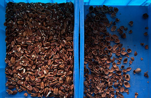 Machine de tri chromatique pour noix de cajou, cardamome, maïs, pistache, haricot, et autres graines - Product Image 2