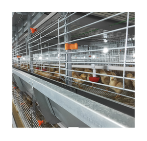 Bạc Sao Sản Xuất Pin H Loại Gà Thịt Lồng/Gà Thịt Nuôi Lồng - Product Image 1