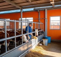 Granja prefabricada moderna con estructura de acero, edificio económico y ligero, casa de Granero, vaca lechera, oveja, cabra, casa de pollo, granja de ganado