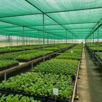 Toile d'ombrage pour serre agricole, résistante aux UV, en HDPE, pour la culture de légumes, de fruits et de fleurs, utilisation en ferme