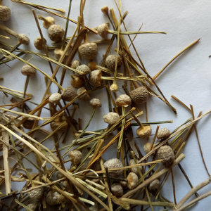 Gu jing cao nuovo essiccato Pipewort naturale Eriocaulon buergererianum globo di infiorescenza fiori per erbe - Product Image 5