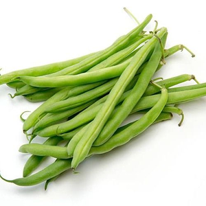 Cultivar de haricots pour l'agriculture professionnelle : Productivité supérieure, formation uniforme des gousses et succès commercial des produits frais - Product Image 6