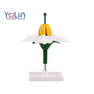 Modelo de Estructura Floral, Modelo de Enseñanza de Biología, Flor de Papa, Modelo de Enseñanza de Estructura Floral, Material Didáctico de Botánica - Product Image 1