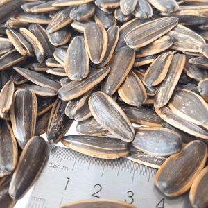 Semillas de Girasol Asadas y Saladas Originales de 180g, Snack Saludable, Suministro Prioritario para el Canal Minorista - Product Image 5