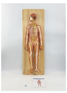 Modelo de Anatomía <span class=keywords><strong>del</strong></span> <span class=keywords><strong>Sistema</strong></span> <span class=keywords><strong>Nervioso</strong></span> Humano, Modelo <span class=keywords><strong>del</strong></span> <span class=keywords><strong>Sistema</strong></span> <span class=keywords><strong>Nervioso</strong></span> Central, Modelo <span class=keywords><strong>del</strong></span> <span class=keywords><strong>Sistema</strong></span> Cerebroespinal - Product Image 3