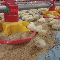 Système d'alimentation et d'abreuvement automatique neuf pour poulets de chair en élevage, fourni directement par l'usine