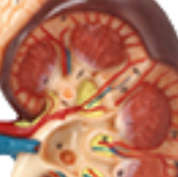 Modèle d'anatomie humaine ADA-A566 de haute qualité, rein avec glande surillaire, taille réelle 1,5x, 2 parties, pour l'enseignement médical, produit phare - Product Image 3