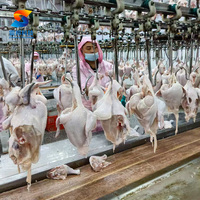 Ligne complète d'abattage de volailles, capacité 500-5000 poulets par heure