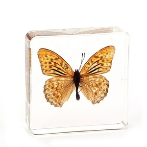 Offre Spéciale cristal Transparent papillon taxidermie résine insecte spécimen décoration de la maison et ressource pédagogique pour enfants pour les vacances - Product Image 6