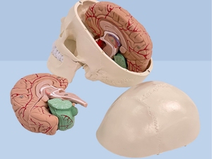 Modelo de Cráneo Humano con Anatomía Cerebral, Material de PVC, Suministro Educativo - Product Image 3