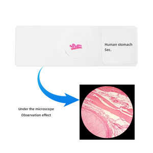 Menschlicher Magen Sec. Folie Medizinisches Labor Biologie Bildungs rutsche Human Histological Microscope Prepared Slide - Product Image 1