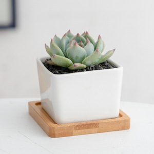 Pots de fleurs carrés en céramique blanche émaillée pour plantes succulentes, 6,7x6,7x4,5 cm, avec trou de drainage et plateau en <span class=keywords><strong>bambou</strong></span>, pour la maison, le bureau ou le sol, livraison directe - Product Image 2