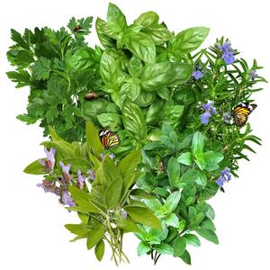 Collection de 5 sachets d'herbes non OGM non traitées pour pots suspendus et jardinières : Origano, <span class=keywords><strong>Basilic</strong></span>, Romarin, Sauge, Persil - Product Image 1