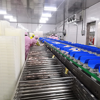 Ligne de machine d'abattage de volailles automatique, capacité de 500 à 1000 oiseaux par heure, équipement d'abattoir avicole