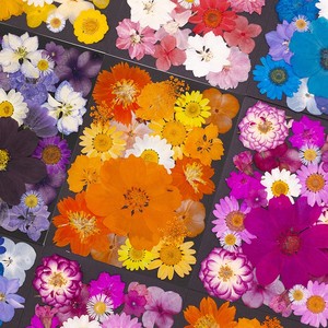 23 pièces/paquet de fleurs séchées pressées colorées pour la résine, marque-page, cadre photo - <span class=keywords><strong>Plante</strong></span> naturelle, Saint-Valentin, Pâques - Product Image 2