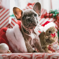 Jouets en peluche interactifs pour chiens All for Paws, écureuil réaliste, jouet en peluche pour animaux de compagnie, jouet qui couine pour chiens, jouet à mâcher pour l'enrichissement et le jeu