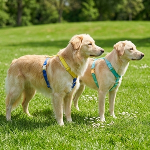 Imbracatura per Cani Personalizzata a Colori, Imbracatura a <span class=keywords><strong>H</strong></span> Senza Trazione, Resistente, in Nylon, Prodotta su Misura per Cani Piccoli e Grandi - Product Image 4