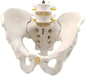 מודל של עמוד השדרה ואת האגן הדיסקים הלומברי האגן הדיסקים הבין חולייתיים - Product Image 2