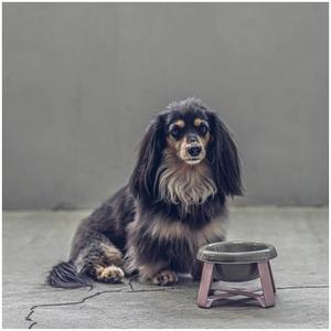 Cuenco de comida para perros pequeños y gatos de cerámica ecológico innovador, alimentador elevado duradero, soporte elevado portátil, producto único - Product Image 1