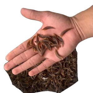 Encontrar icono similar Venta al por mayor a granel Buena calidad Mariscos Conchas marinas congeladas Conchas de Caracol Concha Almizcle Ambrette - Product Image 1