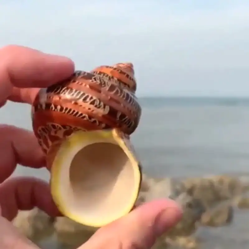 5-7センチメートルNatural Seashell Cat Eye Snail Shell For Home Decoration Scallop Fish Spec
