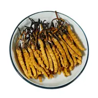 Extrait de plante entière Cordyceps Sinensis du Tibet