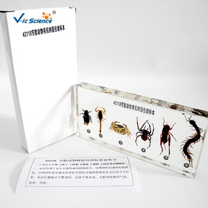 43118 Spécimens d'arthropodes en résine organique : Matériel pédagogique de biologie pour les écoles primaires et secondaires, Modèles, Populaire - Product Image 1