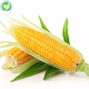 Hot Selling Fresh Best Sell Factory Top Grade Frozen Iqf Sweet Corn Yellow White KOSHER Bulk Style Time Cube Packing Air