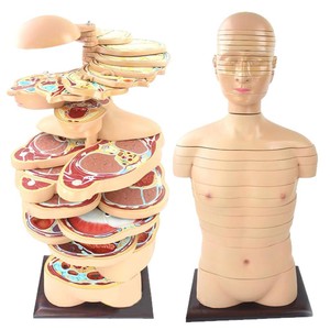Modelo de <span class=keywords><strong>Anatomía</strong></span> de sección horizontal de cabeza-cuello-torso humano-24 piezas desmontables para Educación Médica - Product Image 1