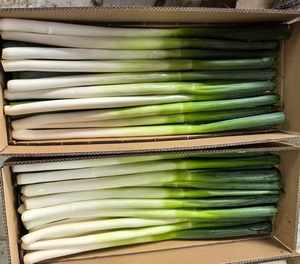 Cipollotti Verdi Cinesi Freschi e Pungenti, Ideali per Cucinare e Aromatizzare, Raccolto 2026, Vendita all'Ingrosso Diretta - Product Image 5