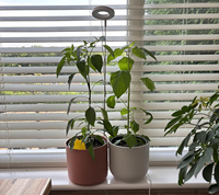 Lampe de culture LED Halo à hauteur réglable avec anneau lumineux et base de pot pour plantes d'intérieur