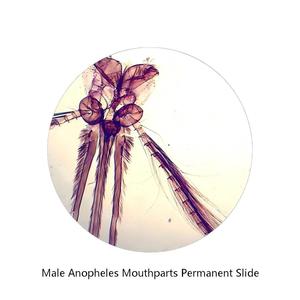 Lames préparées de parties buccales d'Anophelis masculin de haute qualité au meilleur prix, spécimen microscopique de biologie médicale pour la recherche en laboratoire - Product Image 2