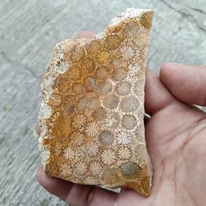 Vente en gros de dalles de jade corail de style bohème, naturelles, pour la guérison spirituelle, tendance mode pour la décoration intérieure, cadeaux de fêtes et d'anniversaire, pierre - Product Image 4