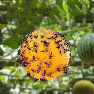 Trampa para Moscas Haierc, Bola Adhesiva para Interiores, Trampa Colgante para Insectos al Aire Libre, Atrapa Moscas, Mosquitos y Avispas, Bola para Insectos Voladores - Product Image 3