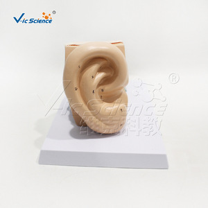 Modèle d'anatomie de l'oreille à grossissement 2x, modèle d'oreille médical pédagogique détachable en 4 parties - Product Image 2